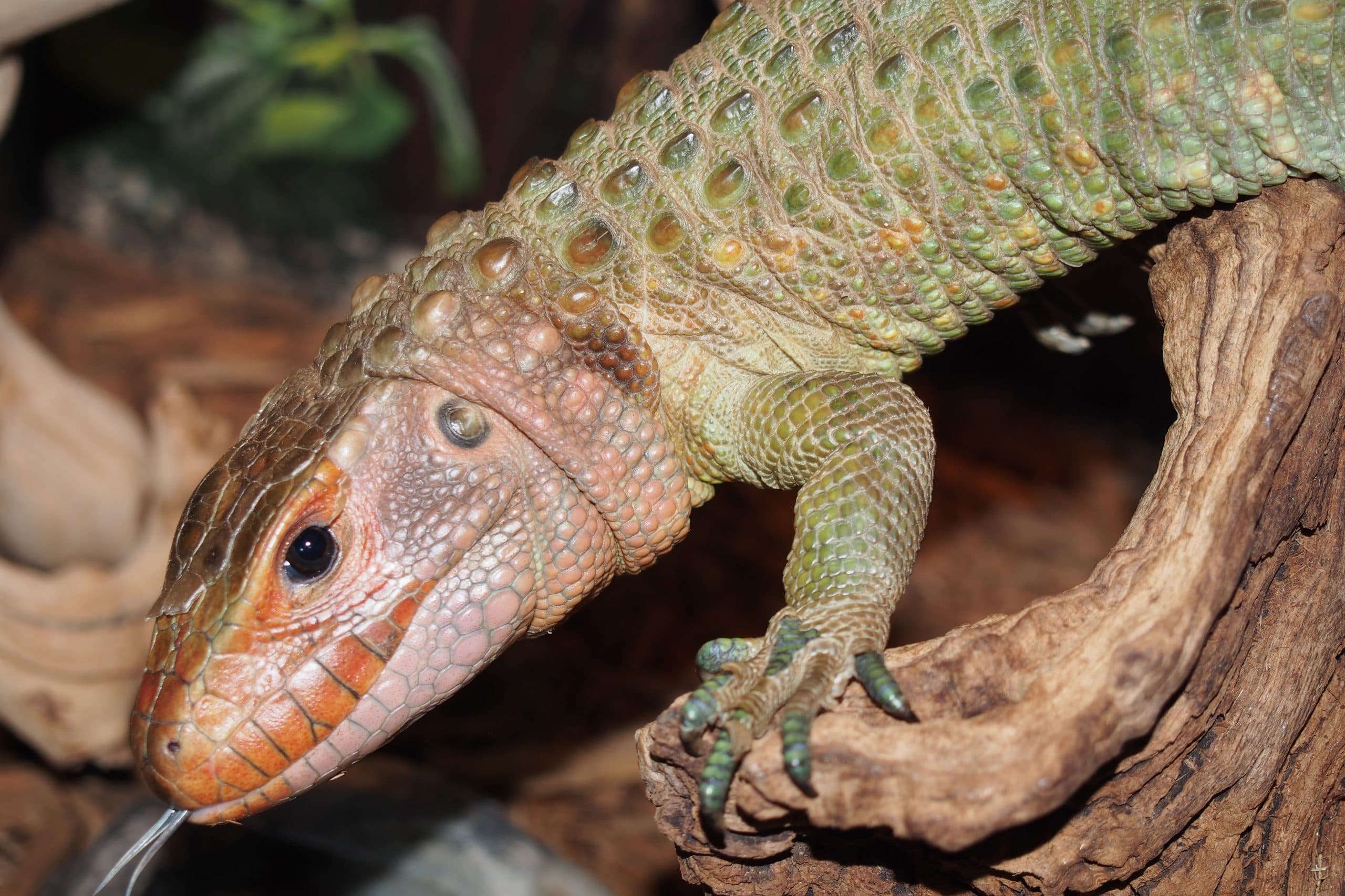 Caiman Lizard