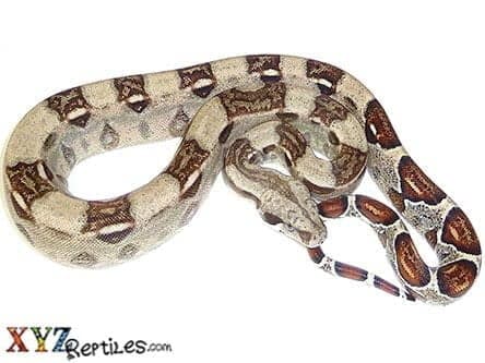 Baby Boa Constrictor For Sale