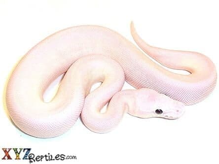 Baby Blue Eyed Leucistic Ball Python