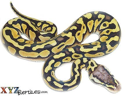 Baby Desert Ball Python