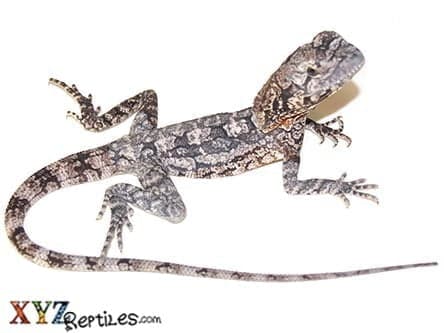Frilled Lizard For Sale