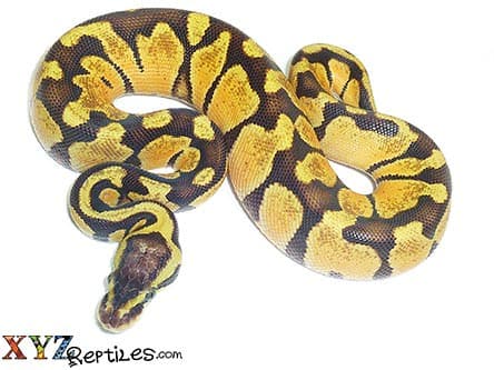 Baby Pastel Enchi Ball Python