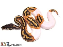 Snakes for Sale Online | Buy Snakes Online at XYZReptiles