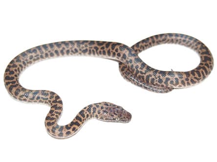 Spotted Python
