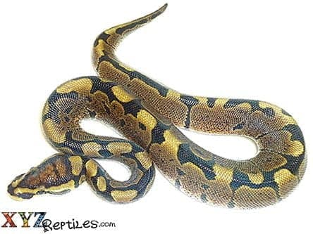 Baby Woma Ball Python