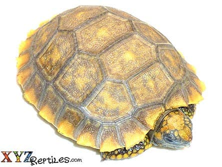 Yellow Footed Tortoise