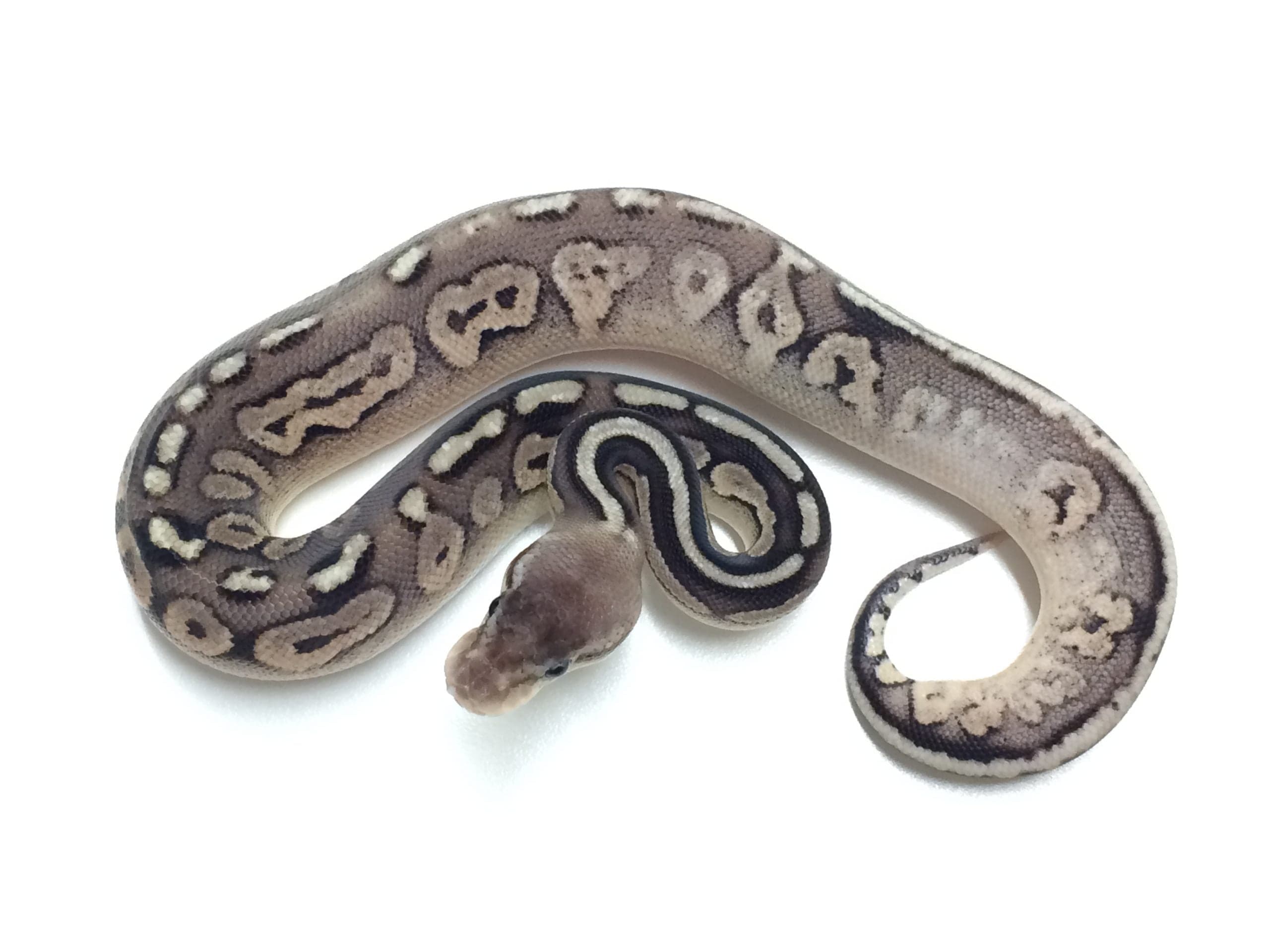 Baby Pewter Ball Python