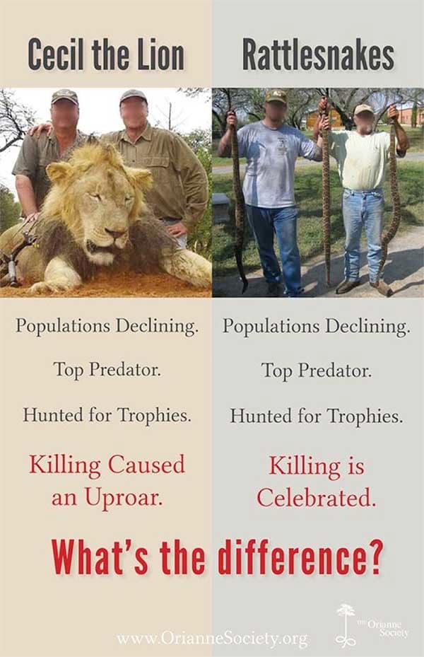 Cecil the Lion a  Lion by Any Other Name