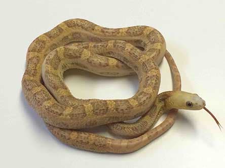 Scaleless Everglades Rat Snake