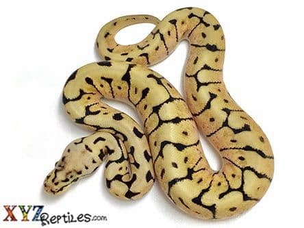 Baby Bumblebee Ball Python