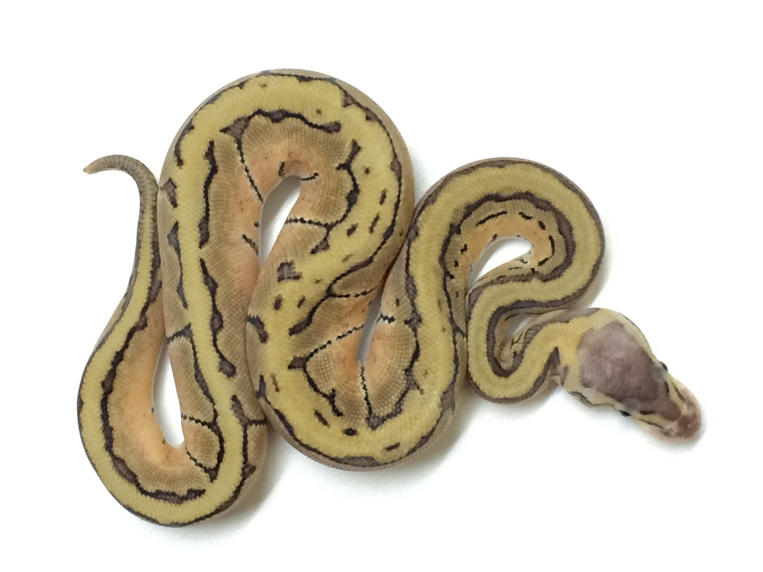 Baby Lemon Blast Ball Python