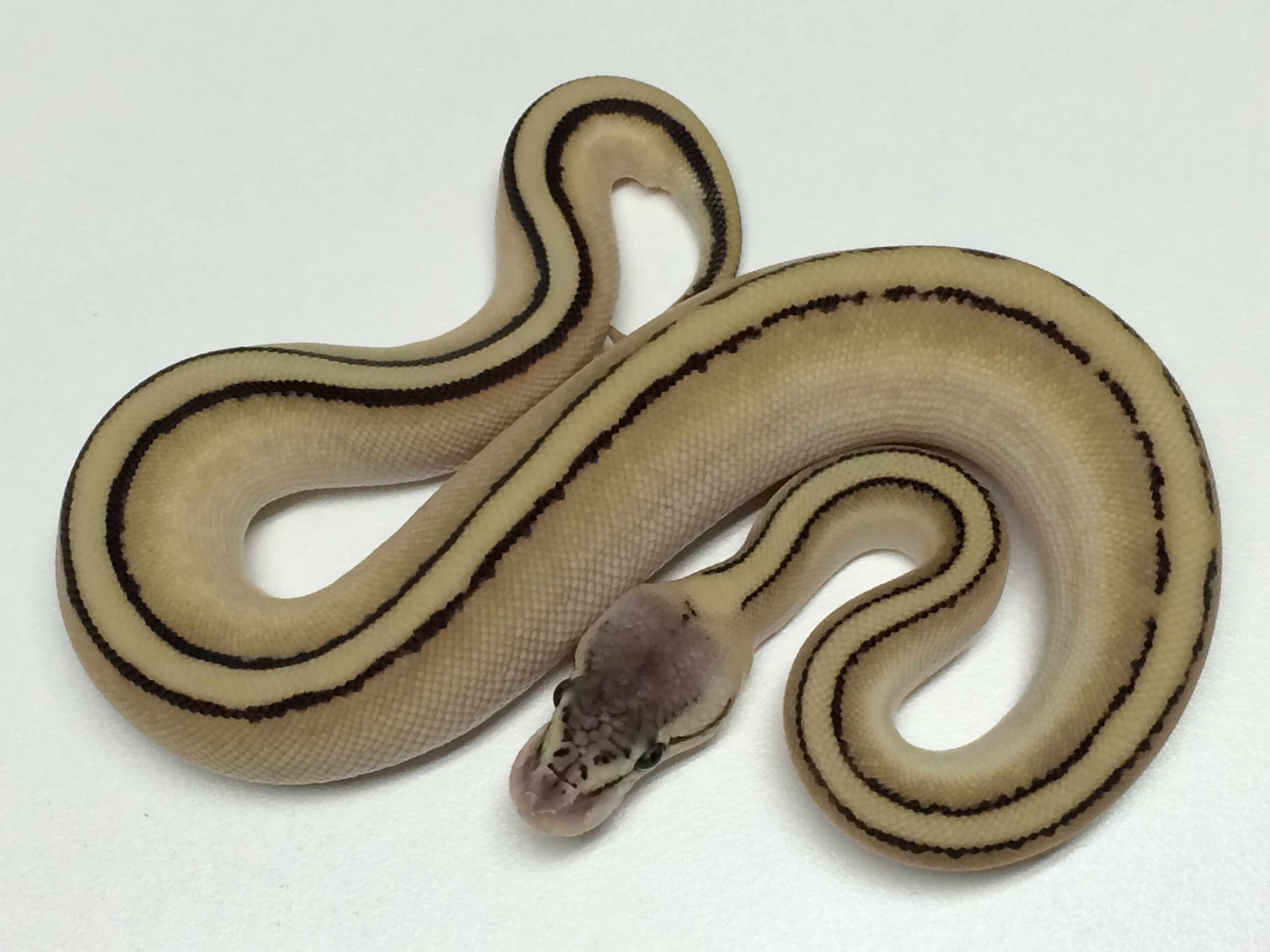 Baby Pastel Butter Genetic Stripe Ball Python