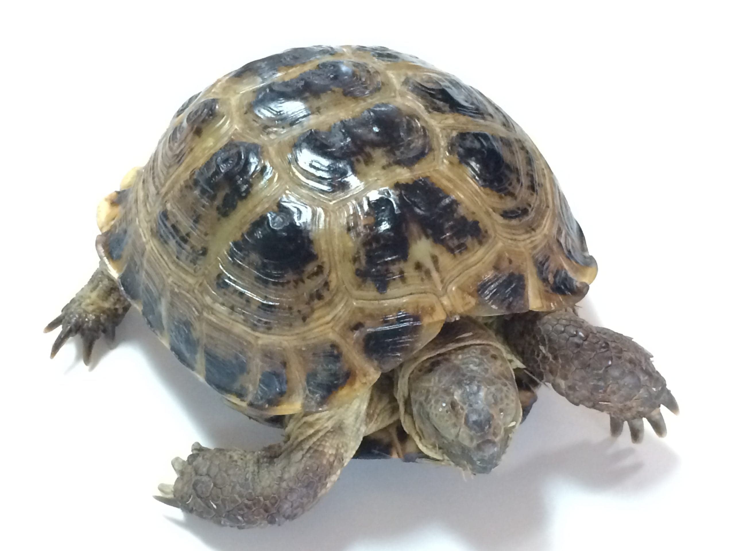 Adult Russian Tortoise