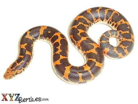 Kenyan Sand Boa