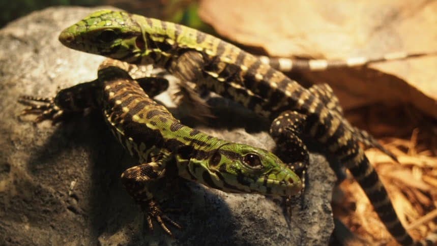 Are Tegus a Pet or Pest?