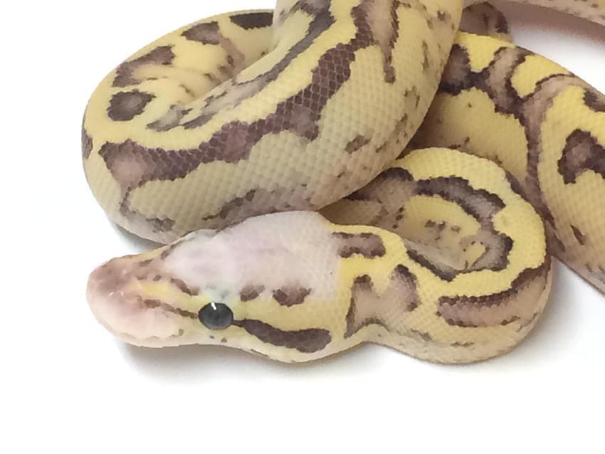 I’ll Have the Vanilla Ball Python Please