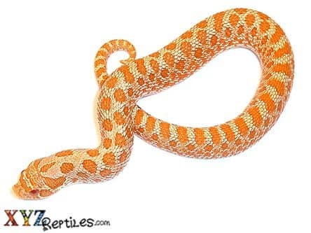 Albino Western Hognose Snake for Sale