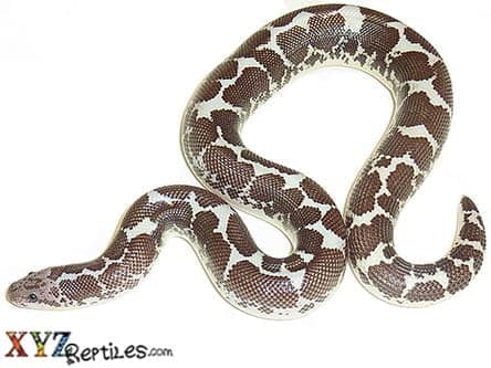 Anery Kenyan Sand Boa