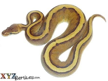 Baby Genetic Stripe Ball Python