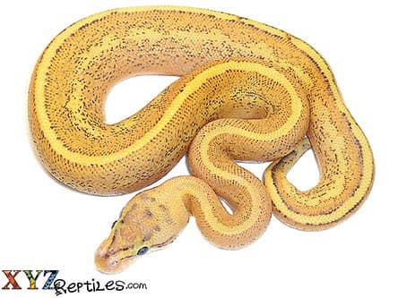 Baby Puma Ball Python