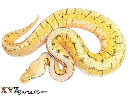 Baby Spinner Blast Ball Python