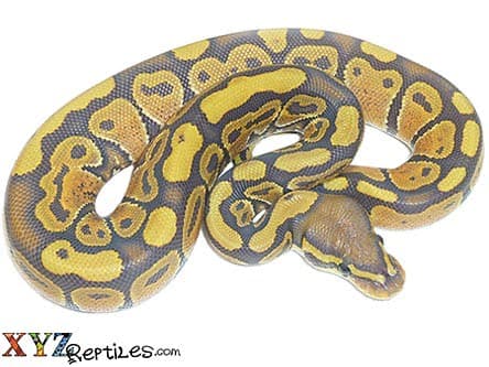 Baby Ghost Ball Python