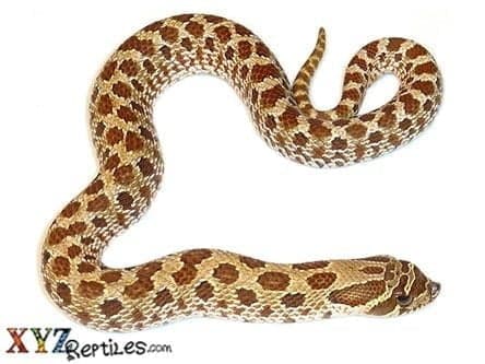 Western Hognose Snake For Sale
