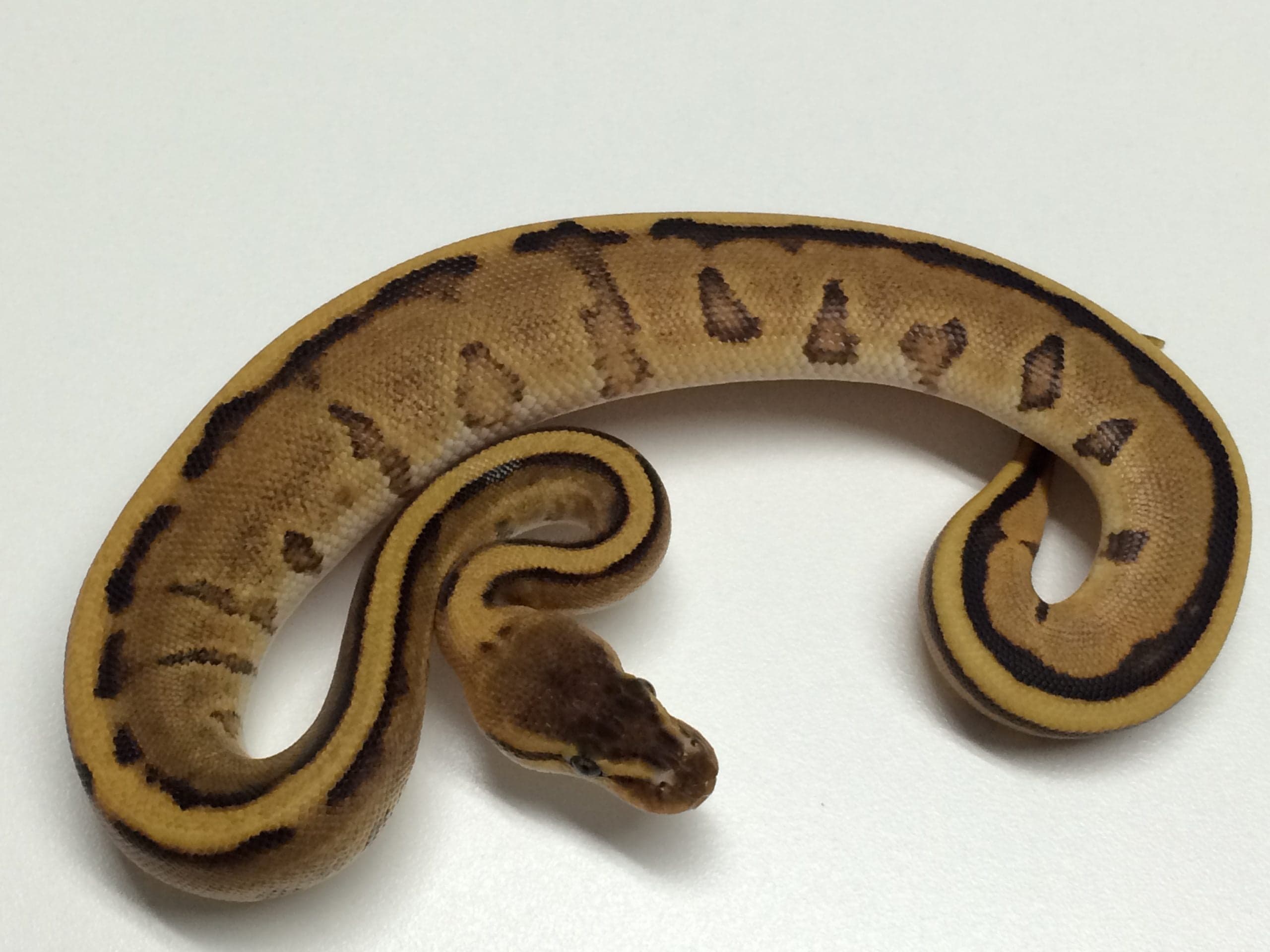 Baby Yellowbelly Genetic Stripe Ball Python