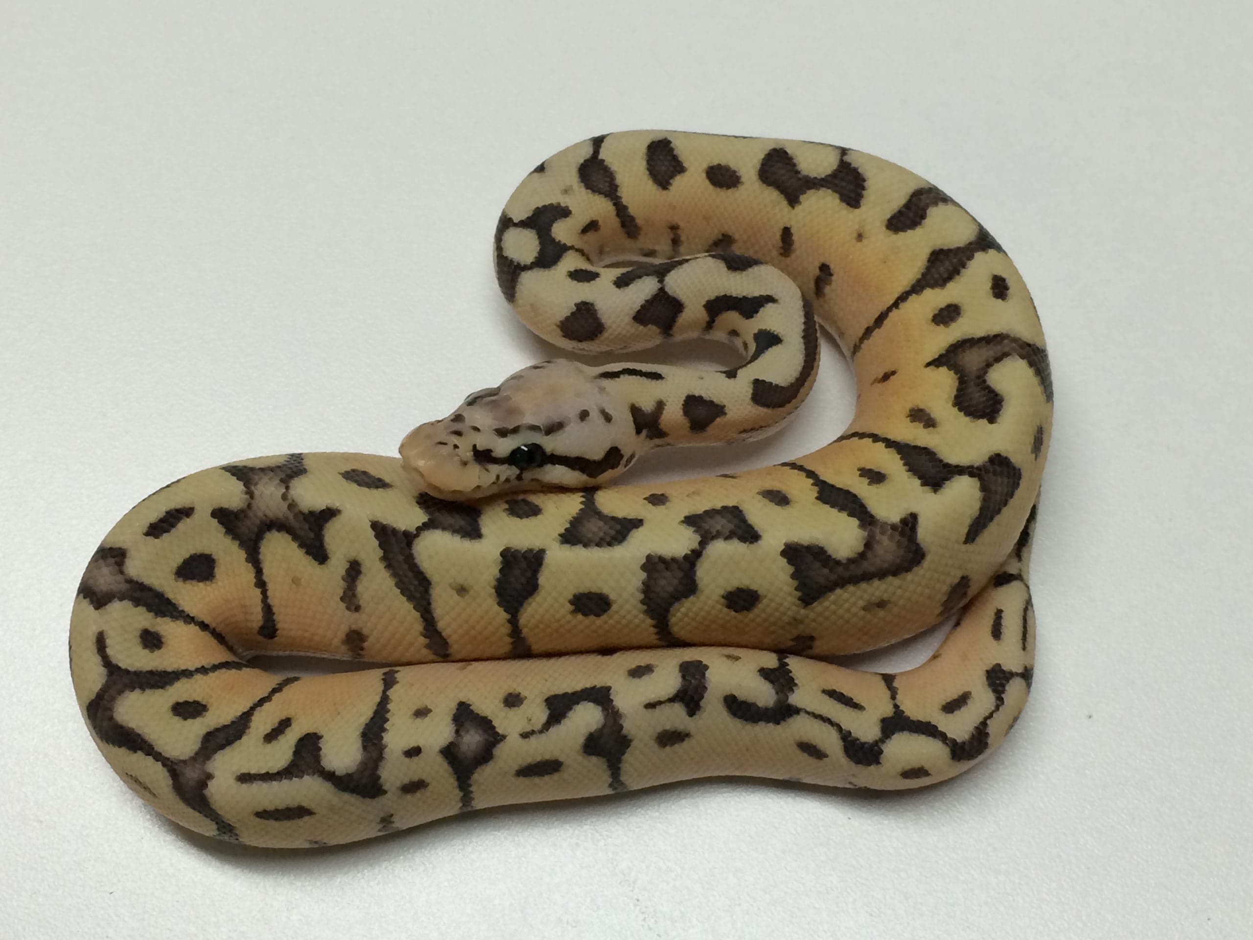 Baby Killer Bee Ball Python