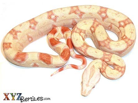 Albino Boa Constrictor