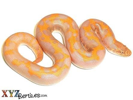 Baby Albino Kenyan  Sand Boa