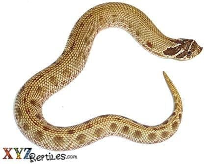 Anaconda Hognose Snake For Sale