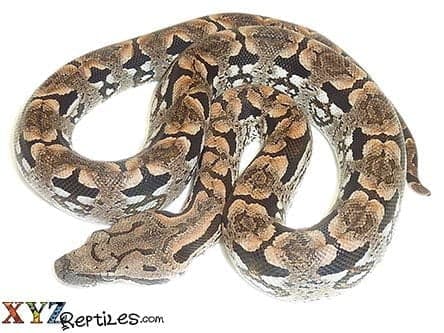 Baby Dumerils Boa