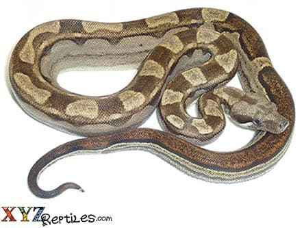 Baby Motley Boa Constrictor