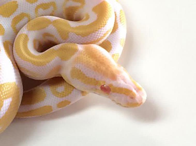 Are you T+ or T- when it comes to picking an Albino Ball Python?