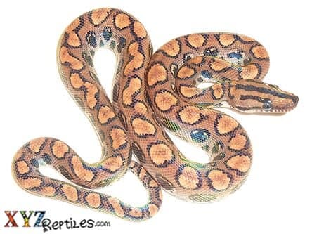 Baby Brazilian Rainbow Boa