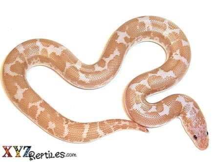 Baby Snow Kenyan Sand Boa