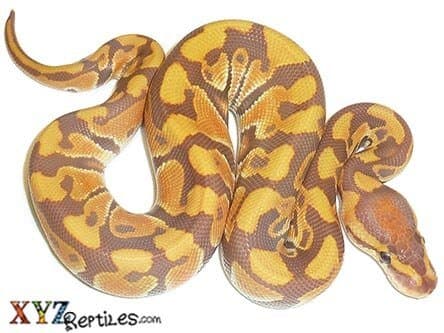 Baby Ultramel Ball Python