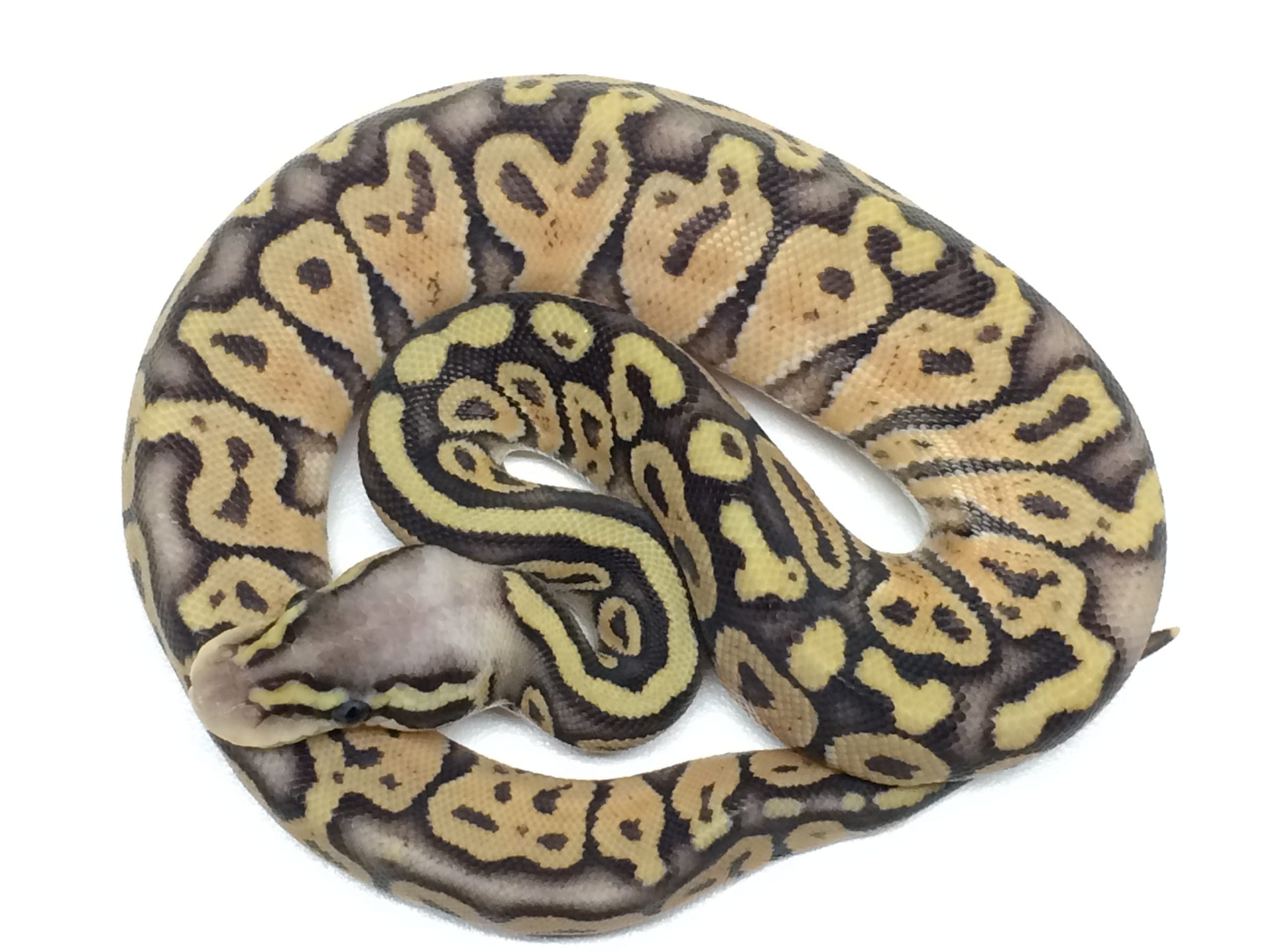 Baby Super Pastel Ball Python