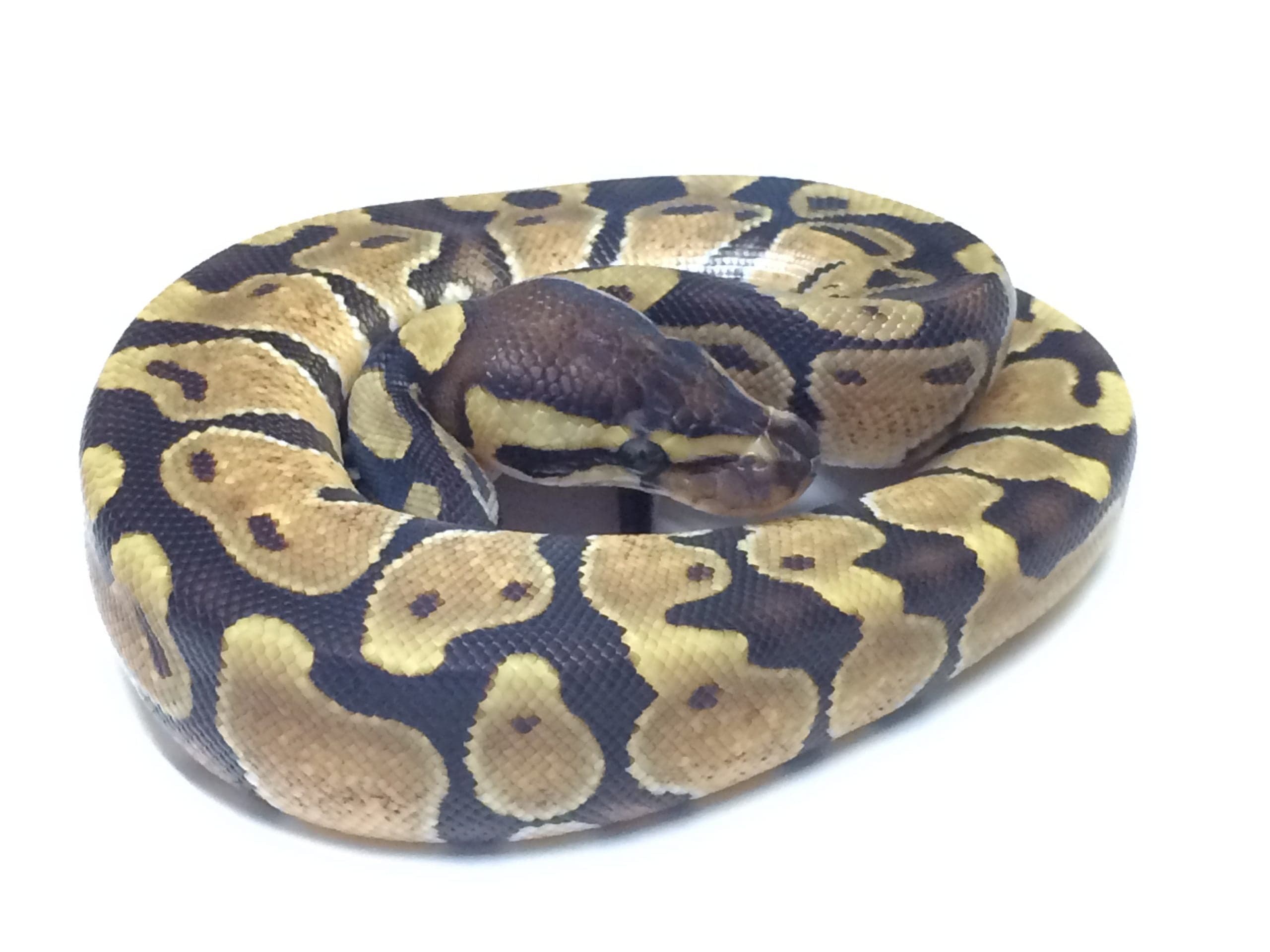 Baby Enchi Ball Python