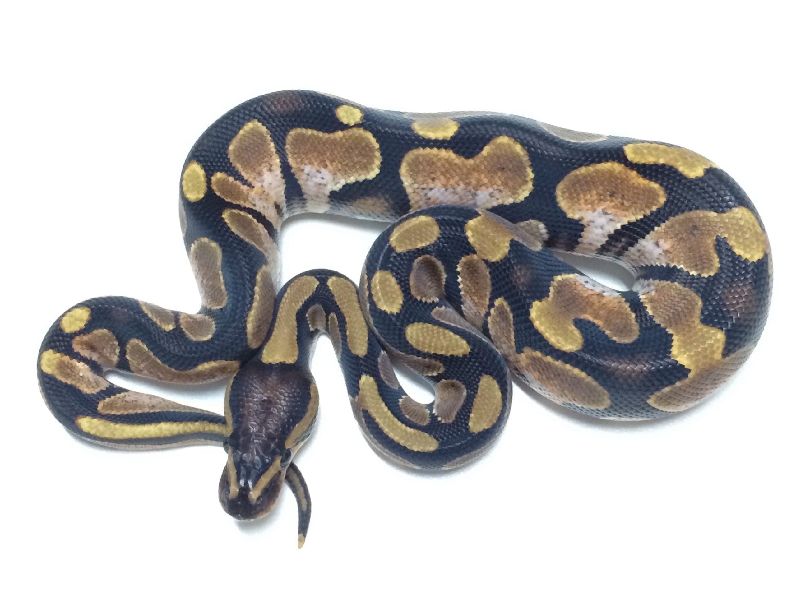 Baby Calico Ball Python