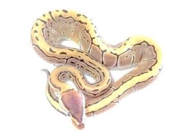 Baby Pinstripe Ball Python