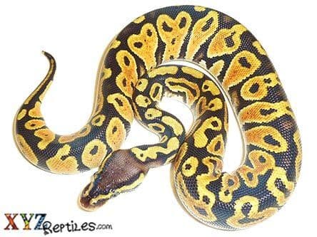 Adult Pastel Ball Python