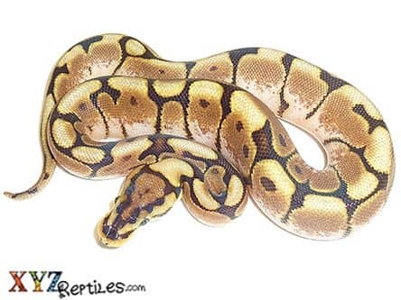 Baby Spider Ball Python