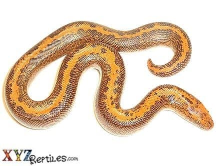 Baby Striped Kenyan Sand Boa