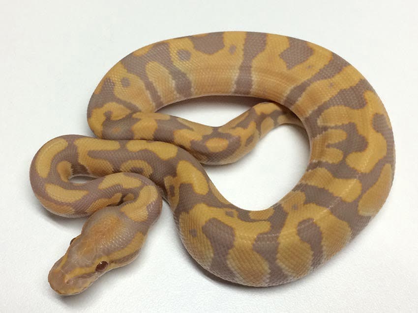 Ultramel Ball Pythons, the morph that almost didn’t happen!