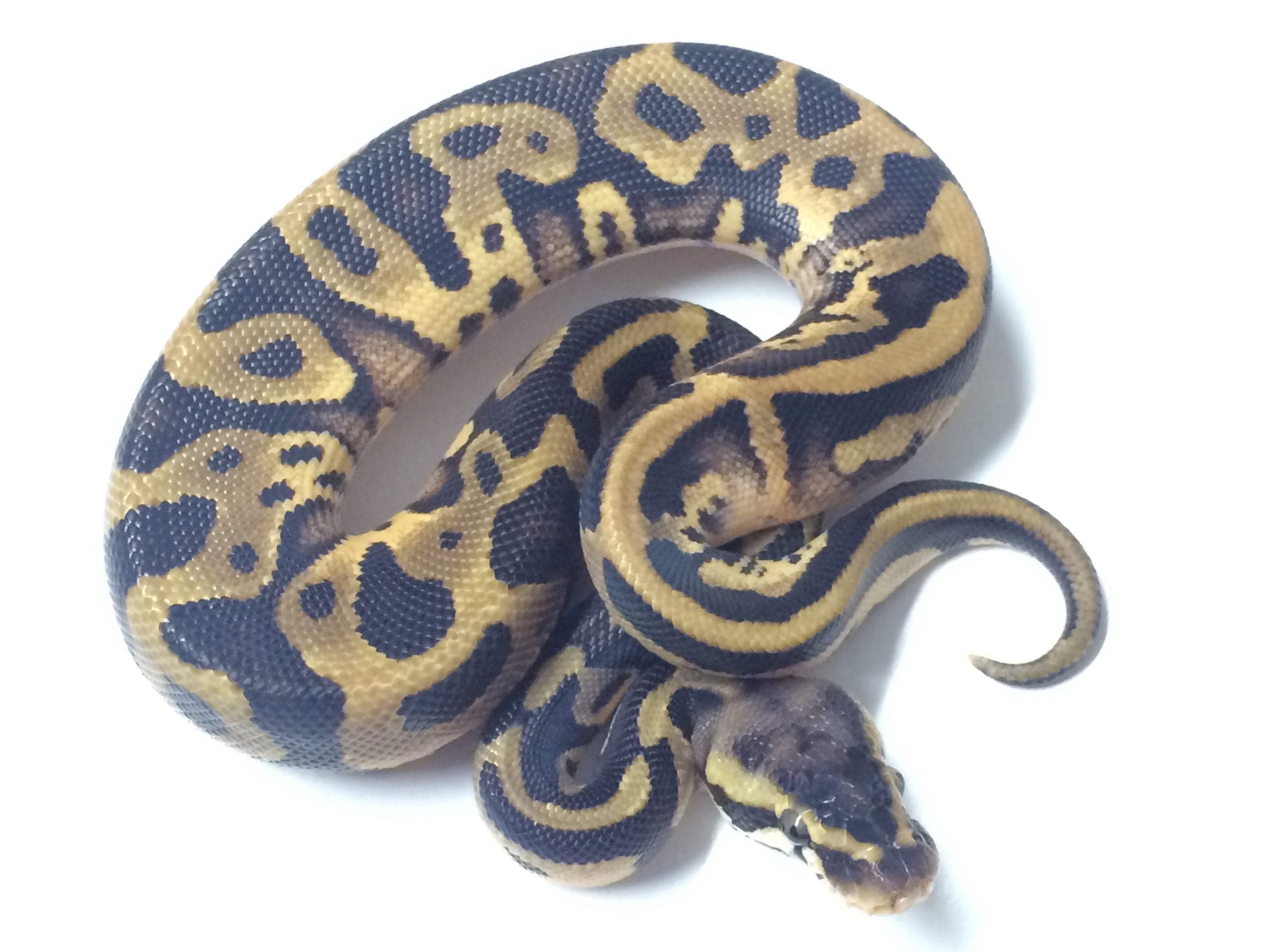 Baby Pastel Leopard Ball Python
