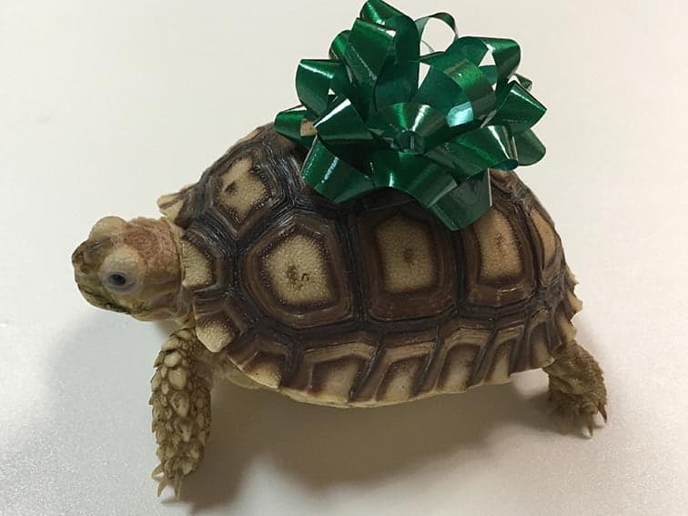 Buying reptiles online the right way