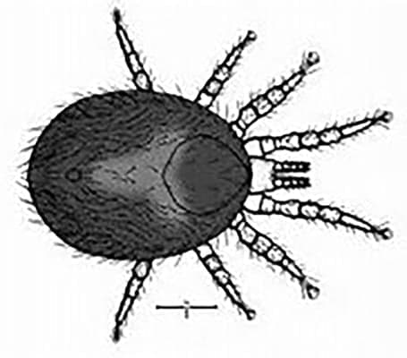 Getting tough on common snake mites (Ophionyssus natricis)