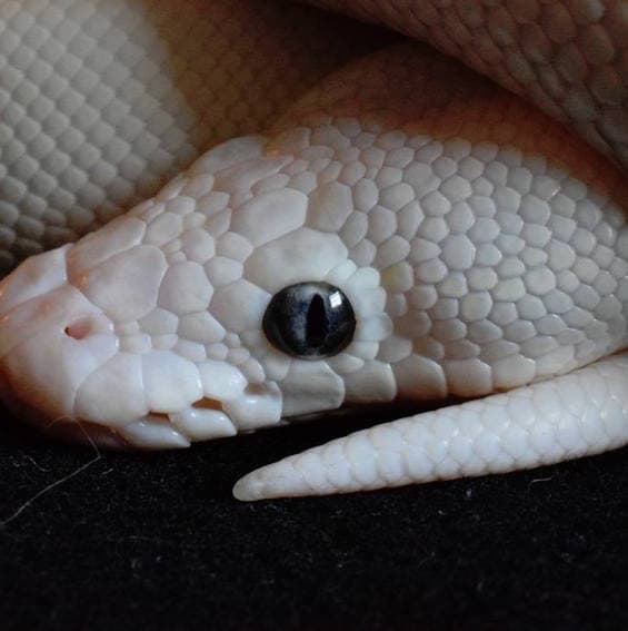 The Leucistic Ball Python is so much more than just a beautiful white snake